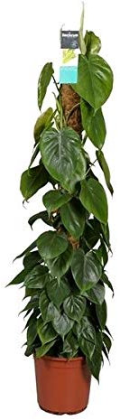 Philodendron Scandens Planta Filodendro Trepador 120cm