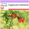 SAFLAX - Peperoncino Habanero rosso delle Antille - 10 semi - Capsicum chinense