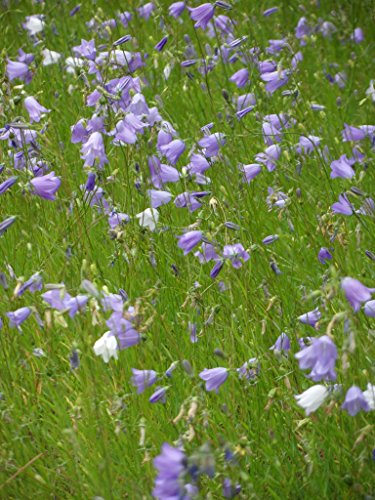 Campanula rotundifolia - Rundblättrige Glockenblume, 6 Pflanzen im 5/6 cm Topf