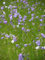 Campanula rotundifolia - Rundblättrige Glockenblume, 6 Pflanzen im 5/6 cm Topf