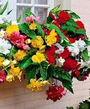 PLAT Firma: 15 Semi Begonia Trailing Cascade Mix Il Pellet Semi