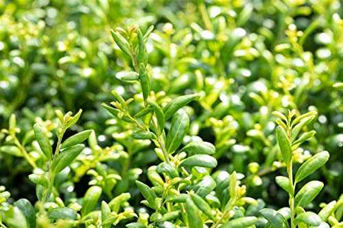 Ilex crenata 'Convexa' 60 cm Stammhöhe - Japanische Stechpalme, immergrün, ideal für Hecken und Kübel, schnittverträglich, winterhart