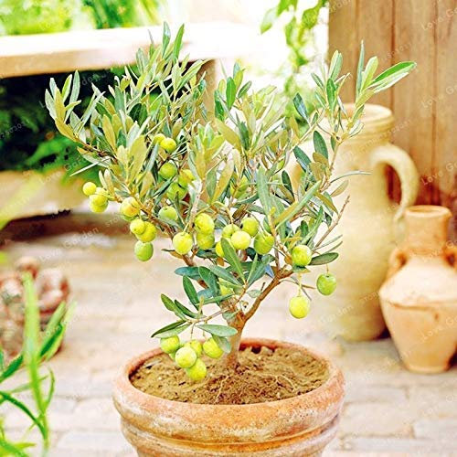 Bloom Green Co. Confezione da 10 Rari Bonsai Olivo (Olea europaea) Accessori per la casa Bonsai Fresco esotico Albero Bonsai Mini Ulivo Olivo Bonsai Giardino