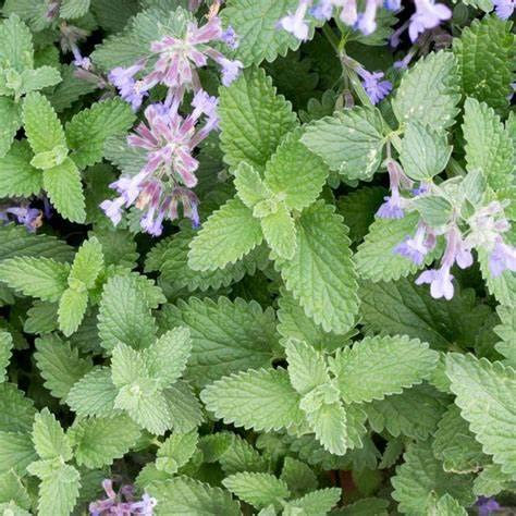 Erba gatta (nepeta cataria) – par gatti (semente)