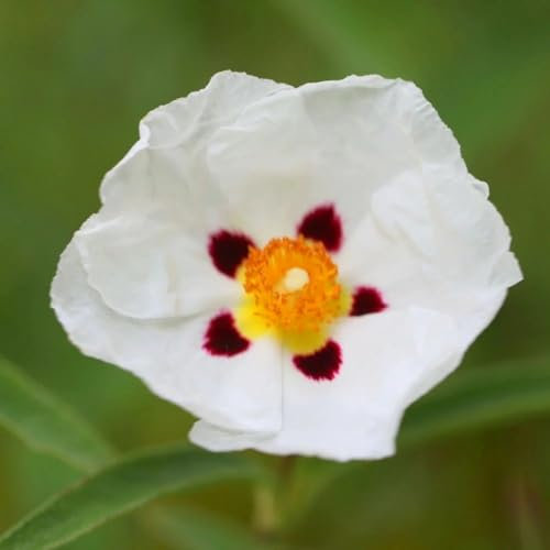 Plant Theory Alan Fradd Rock Rose Cistus x Purpureus Shrub Plant 2L Pot