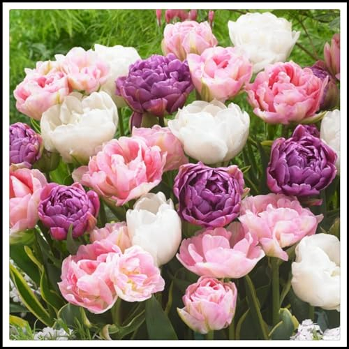 Tulpen zwiebeln,winterharte pflanzen,Frühlingsblüher,tulpenzwiebeln winterhart mehrjährig,erhältlich in gefüllten Sorten,pfingstrosen tulpenzwiebeln(große Stiele,nicht künstlich)-25zwiebeln-D