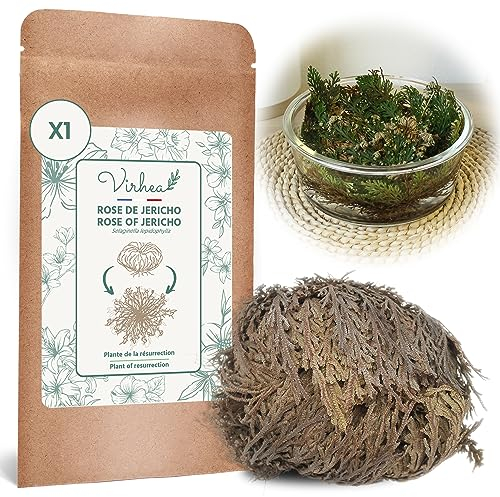 Rosa de Jerico Planta de la Resurrección Selaginella Lepidophylla, Planta Dinosaurio Satisfacción o Reembolso