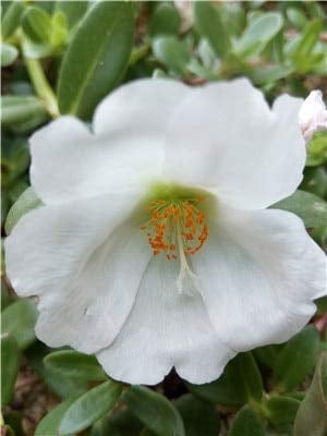 New 300 Pcs Moss-Rose Purslane Double Flower Seeds for Gardening White