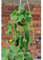 Snackgurkenpflanze MiniStars F1 Premium Gurke robust & ertragreich 1x 12cm Topf (1)