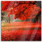 Pixxprint Glasbild, Wandbild auf Echtglas, Rot gefärbter Park im Herbst, 60x60 cm, inkl. Aufhängung und Abstandshalter