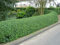 Gewöhnliche Liguster -Ligustrum vulgare- 200 Samen ''Tolle Heckenpflanze''