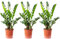 3er-Set Glücksfeder - echte Zimmerpflanze, Zamioculcas zamiifolia 9+ - Höhe 90 cm, Topf-Ø 21 cm
