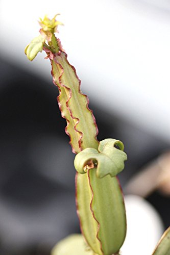 5 Samen Cissus quadrangularis, Pflanze Grape Vine Saftige Climber Seed