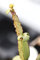 5 Samen Cissus quadrangularis, Pflanze Grape Vine Saftige Climber Seed