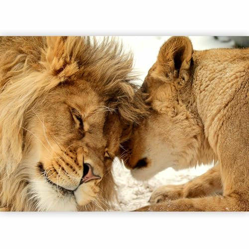 murando - Papier peint panoramique animal 350x256 cm - Revêtement mural décoration pour chambre salon - Design unique et moderne - Marron beige - Chats lions aiment la nature animaux g-B-0034-a-c