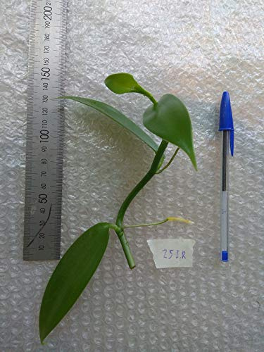 Isola della Riunione, Planifolia Orchidea pianta Vaniglia, Vaniglia Orchid pianta