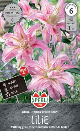 Sperli Lilie Broken Heart 263367 - auffällig gezeichnete und intensiv duftende Blumen mit gefüllten, zartrosa Blüten - Lilienknollen, Blumenzwiebeln