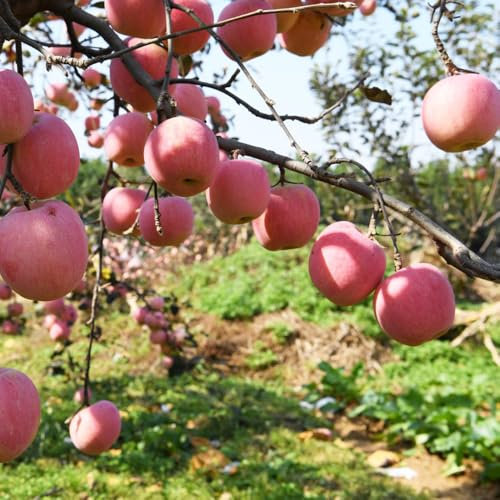apfelbaum samen - pflanzen garten spalierobst winterharte pflanzen für garten apfelbaum säulenobst gartenpflanzen winterhart pflanzensamen obstbaum bio saatgut - Seltene pflanzen - 50pcs
