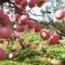 apfelbaum samen - pflanzen garten spalierobst winterharte pflanzen für garten apfelbaum säulenobst gartenpflanzen winterhart pflanzensamen obstbaum bio saatgut - Seltene pflanzen - 50pcs