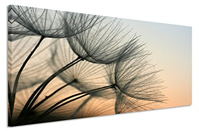 150x50cm Leinwandbild auf Keilrahmen Pusteblumen Abendlicht Nahaufnahme Wandbild auf Leinwand als Panorama