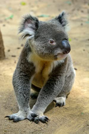 Leinwand-Bild 80 x 120 cm: Koala sitzt auf dem Boden in Queensland, Australien.(98519877)
