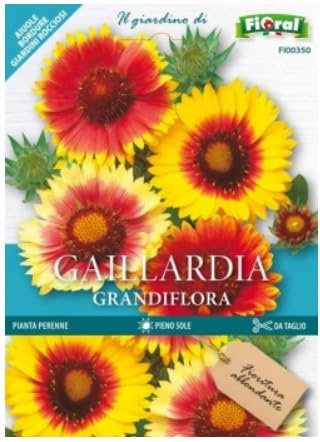Gaillardia Grandiflora semi da Fiore Perenne Fioral
