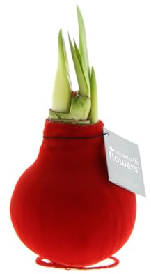Bloomique - Amaryllis-Zwiebel in Wachs - rote Samtbeschichtung - Blumenzwiebel - keine Wasserblumen - Weihnachtsdekoration - Höhe 15-25 cm bei Lieferung - Wird bis zu 40-60 cm groß - 10 cm Durchmesser