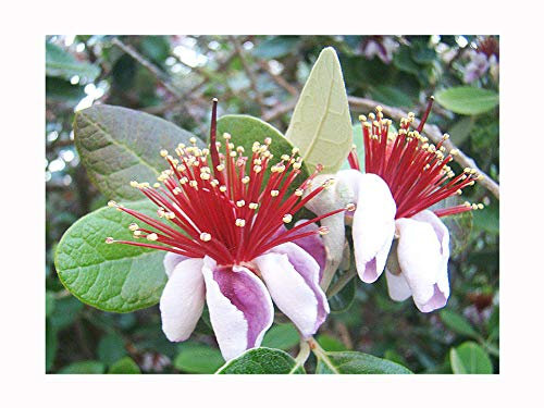 Pineapple Guava ACCA sellowiana Fruit Shrub - Evergreen Edible - 6cm Tall Seedling in a 7cm Pot