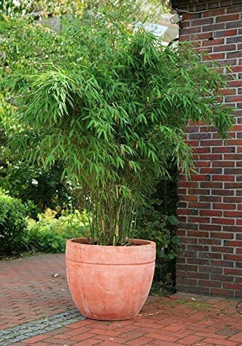 Fargesia murielae Jumbo - Heckenbambus Jumbo Größe 100-120