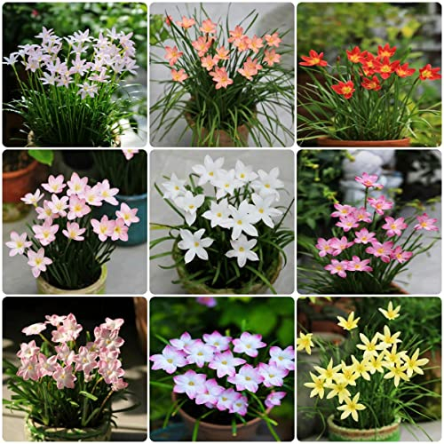 12 Stück Zephyranthes candida zwiebeln Hydroponik - Seltene Pflanzen serie - blumenzwiebeln mix bienenwiese geschenke für ältere menschen blumen balkon fensterbank deko innen winterhart draußen