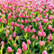 20 Pcs wildtulpen zwiebeln - tulpenzwiebeln - gartendeko für draußen (Tulipa gesneriana) blumenzwiebeln mehrjährig winterhart winterharte pflanzen gartenblumen, blumenzwiebeln winterhart