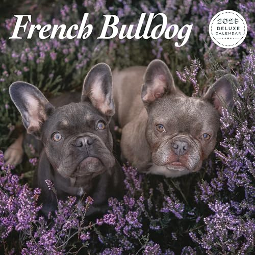 Französische Bulldogge 2025 Deluxe Kalender