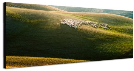 Schafe Herde Toskana Weide 150x50cm Breitbild als Panorama auf Leinwand und Keilrahmen fertig zum aufhängen - Unsere Breitbild als Panoramaer auf Leinwand bestechen durch ihre ungewöhnlichen Formate und dem extrem detaillierten Druck aus bis zu 100 Megapixel hoch aufgelösten Panoramafotos. Damit garantieren unsere Bilder einen fantastischen Bildeindruck, leuchtende Farben und gestochen scharfe Details. Qualität aus Deutschland