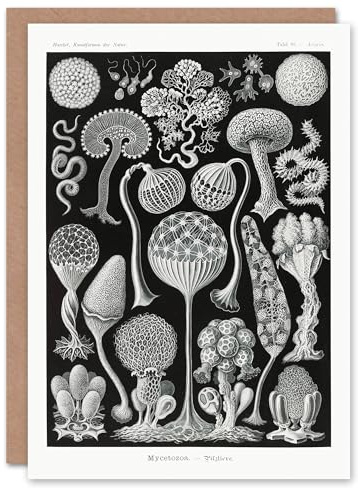 Artery8 Ernst Haeckel Art Card Mycetozoa Intricate Slime Molds