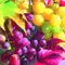 ti-flair - Servietten - Fresh Grapes - Herbst / Trauben / Weintrauben