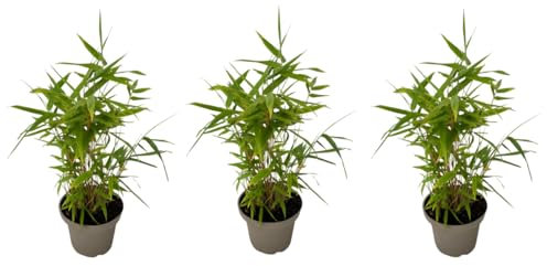 Plant in a Box - Bambú - 3 piezas - Fargesia nitida 'Black Dragon' - Altura 25-40cm - ⌀14cm
