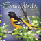 Songbirds of North America Wandkalender 2025, 16 Monate Naturkalender, 30,5 x 30,5 cm