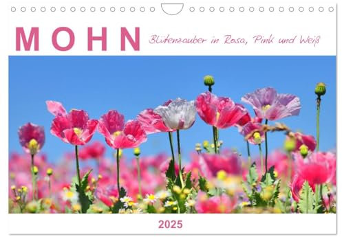 Mohn, Blütenzauber in Rosa, Pink und Weiß (Wandkalender 2025 DIN A4 quer), CALVENDO Monatskalender