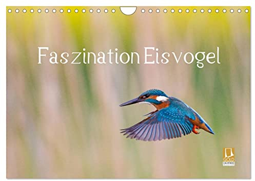 Faszination Eisvogel (Wandkalender 2025 DIN A4 quer), CALVENDO Monatskalender