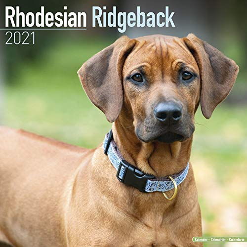 Rhodesian Ridgeback 2021 Wall Calendar