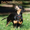 Dachshunds 2020 Calendar
