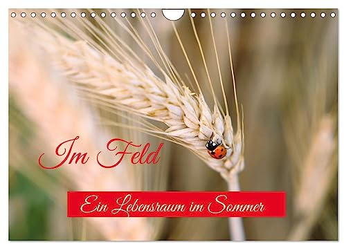 Im Feld (Wandkalender 2026 DIN A4 quer), CALVENDO Monatskalender: Das Feld im Sommer ist ein Lebensraum für viele Tiere und Pflanzen. (CALVENDO Natur)