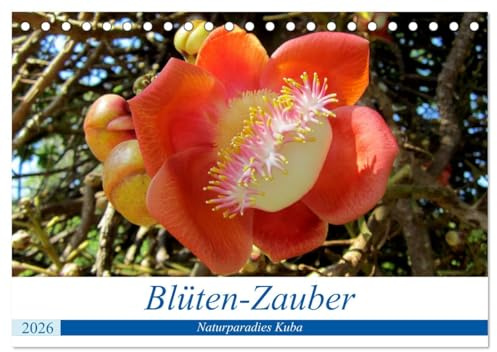 Blüten-Zauber - Naturparadies Kuba (Tischkalender 2026 DIN A5 quer), CALVENDO Monatskalender: Blühende Bäume und exotische Blumen auf Kuba (CALVENDO Natur)