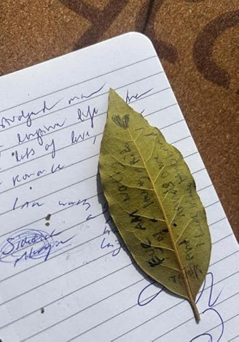 Smoking Syllables: Haiku's by Marselina