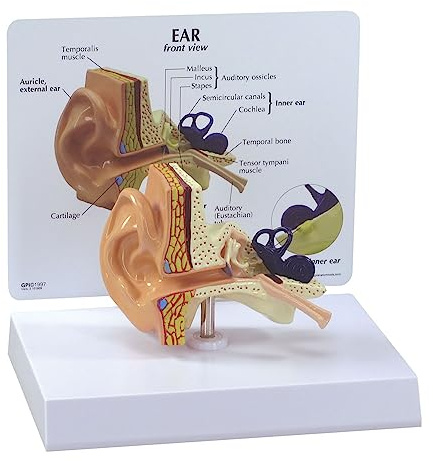 GPI Anatomicals 2250 Ohr Modell, 1019526