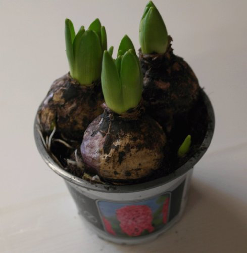 Hyacinth (3 Bulbs in a Pot) 'Pink' 11cm Pot Size