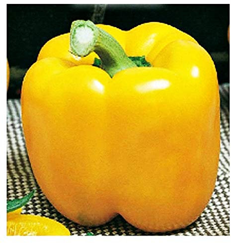 Asti jaune graines de poivre carré - légumes - capsicum annuum - environ 400 graines - les meilleures graines de plantes - fleurs - fruits rares - poivrons jaunes - idée cadeau originale