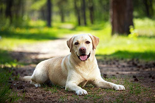Puzzle Jigsaw 1000 Pieces Labrador Dog Adult Leisure Entertainment Children's Educational Toys Christmas