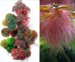 8X Red Root Floater Phyllanthus Fluitans Floating Plant Aquarium Pond Easy Portion