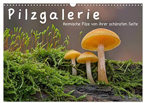 Pilzgalerie - Heimische Pilze von ihrer schönsten Seite (Wandkalender 2026 DIN A3 quer), CALVENDO Monatskalender: Ein faszinierender Einblick in die wundersame Welt der Pilze (CALVENDO Natur)